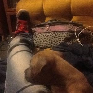 Meet your Posher, Ginger